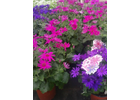 Kundenbild groß 2 Blumenhaus und Gartenbetrieb Außem GbR Blumen & Gärtnerei
