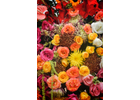 Kundenbild groß 8 Blumenhaus und Gartenbetrieb Außem GbR Blumen & Gärtnerei
