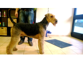 Eigentümer Bilder Hunde Fellness Inh. Guido Klaus Trier