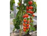 Eigentümer Bilder Berg Heiner Baumschule Gärtnerei Morbach