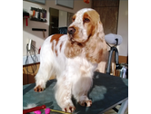 Eigentümer Bilder Hunde Fellness Inh. Guido Klaus Trier