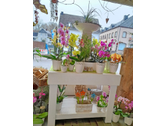 Eigentümer Bilder Blatt & Blüte Floristik Bitburg