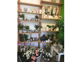 Bildergallerie Blatt & Blüte Blumengeschäft Inh. Carina Wichmann Pluwig