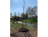 Eigentümer Bilder FTL Forst- Tief- und Landschaftsbau GmbH Schlüchtern