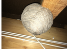 Kundenbild groß 8 Döttling Schädlingsbekämpfung