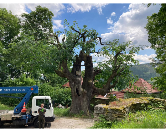 Kundenfoto 4 Baum Doc GmbH Baumpflege