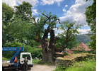 Kundenbild groß 4 Baum Doc GmbH Baumpflege
