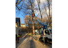 Kundenbild groß 5 Baum Doc GmbH Baumpflege