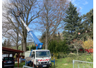 Kundenbild groß 6 Baum Doc GmbH Baumpflege