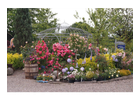 Kundenbild klein 3 Garten-Dittmann Baumschule