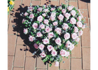 Kundenbild groß 3 Blumen Kalinka