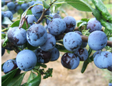Eigentümer Bilder Gartenfachbetrieb Bräuninger Baumschule Remchingen
