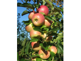 Eigentümer Bilder Gartenfachbetrieb Bräuninger Baumschule Remchingen