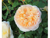 Eigentümer Bilder Gartenfachbetrieb Bräuninger Baumschule Remchingen