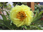 Eigentümer Bilder Gartenfachbetrieb Bräuninger Baumschule Remchingen