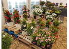 Kundenbild klein 7 Blumenstube Enderle Lothar