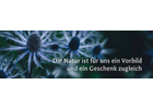 Kundenbild klein 5 Naturalis Gartengestaltung Meisterinbetrieb