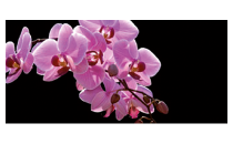 Logo Kley-Elzer Bestattungen Inh. Lioba Kraiser Ottweiler